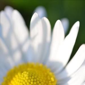 Meet your Posher, Daisy